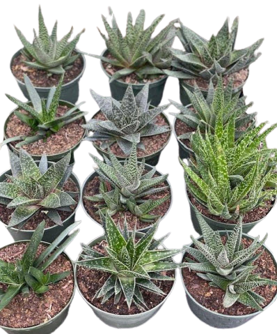Gasteria Assortment